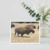 バッファローイエローストーンはがき ポストカード (スタンド正面)