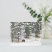 バッファローイエローストーン国立公園 ポストカード (スタンド正面)