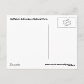 バッファローイエローストーン国立公園 ポストカード (裏面)