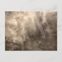 バッファローダスト ポストカード