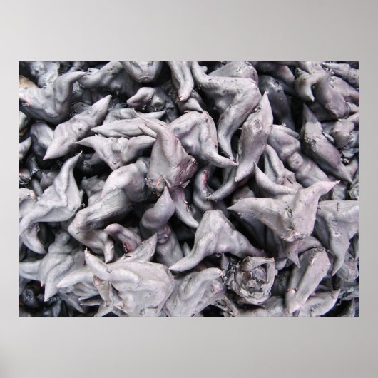 バッファローナッツ – 水仙 ポスター (正面)