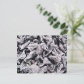 バッファローナッツ – 水仙 ポストカード (スタンド正面)