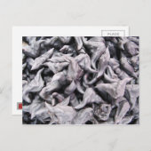 バッファローナッツ – 水仙 ポストカード (正面/裏面)