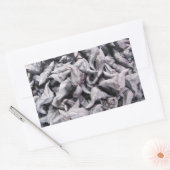 バッファローナッツ – 水仙 長方形シール (封筒)