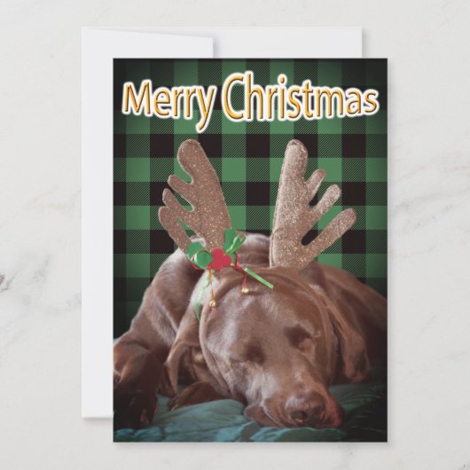 バッファロープレイドラブラドール着用〔雄ジカの〕枝角写真 シーズンカード (正面)