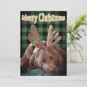 バッファロープレイドラブラドール着用〔雄ジカの〕枝角写真 シーズンカード (スタンド正面)