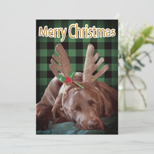 バッファロープレイドラブラドール着用〔雄ジカの〕枝角写真 シーズンカード (スタンド正面)