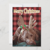 バッファロープレイドラブラドール着用〔雄ジカの〕枝角写真 シーズンカード (正面)