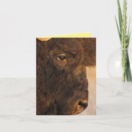 バッファロープロファイル カード (正面)