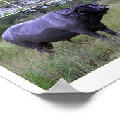 バッファローマッドバス10 by 8ポスター ポスター (角)