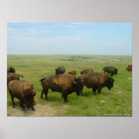 バッファローラム02 ポスター (正面)