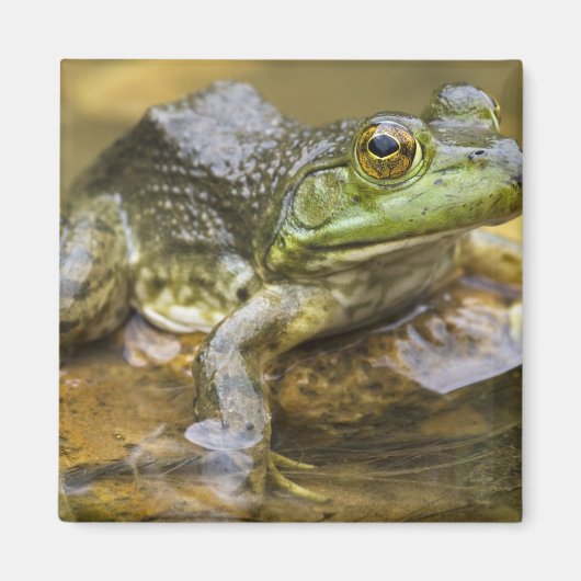 バッファロー川に沿ったカエル、マイル126上 マグネット (正面)