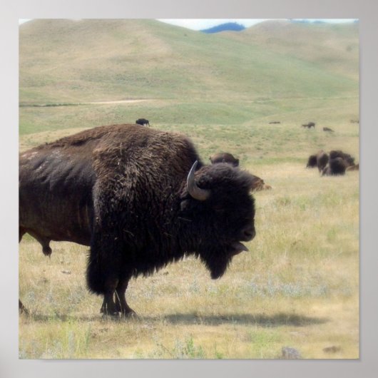 バッファロー狩りポスター ポスター (正面)