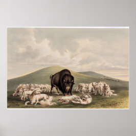 バッファロー狩り、白いオオカミがバッファローを攻撃 ポスター