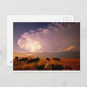 バッファロー群 ポストカード (正面/裏面)