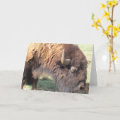 バッファロー カード (黄色い花)