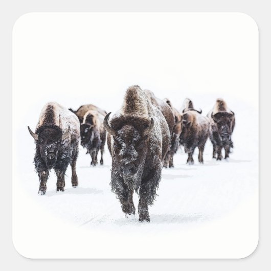 バッファロー スクエアシール (正面)