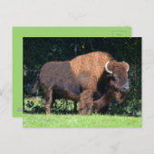 バッファロー（バイソン）カンザス、オクラホマ、ワイオミング ポストカード (正面/裏面)