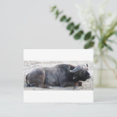 バッファロー ポストカード (スタンド正面)