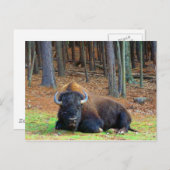 バッファロー ポストカード (正面/裏面)