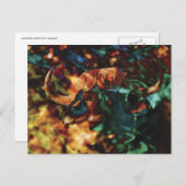 バッファロー・リプル・アート ポストカード (正面/裏面)