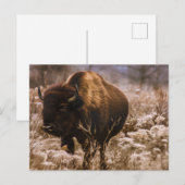 バッファロー – MINNEOPA州パーク – MINNESOTA USA ポストカード (正面/裏面)