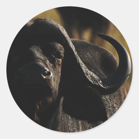 バッファロー – safariの大きな5匹の動物のシール ラウンドシール (正面)