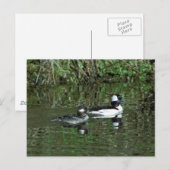 バッフルヘッドズ – ディッパーダックス ポストカード (正面/裏面)