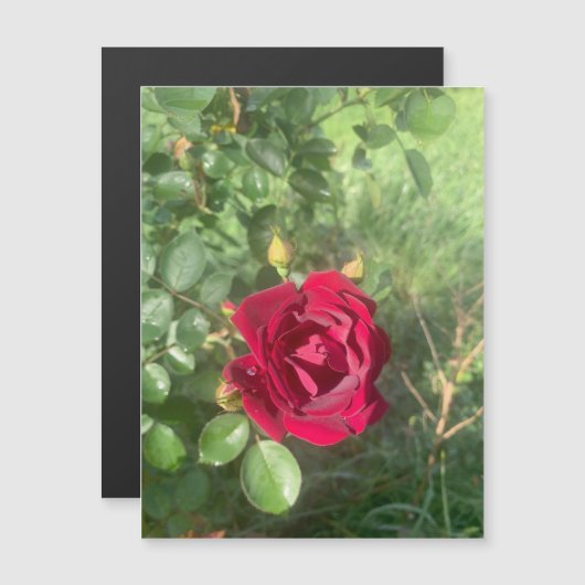 バディバラ磁石 (正面/裏面)