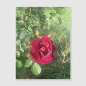 バディバラ磁石 (正面)