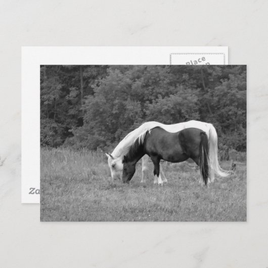 バディ ポストカード (正面/裏面)