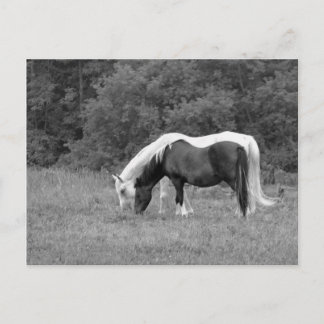 バディ ポストカード