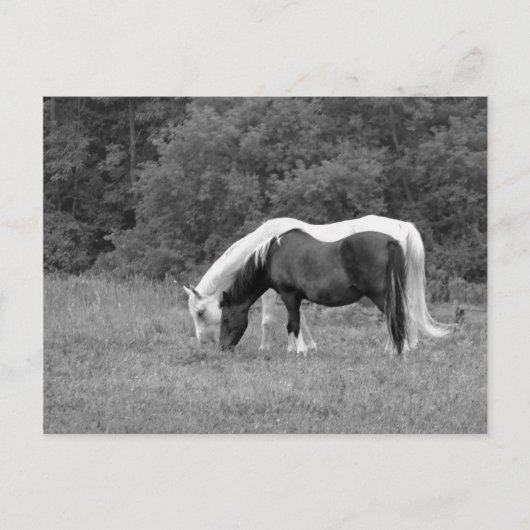 バディ ポストカード (正面)