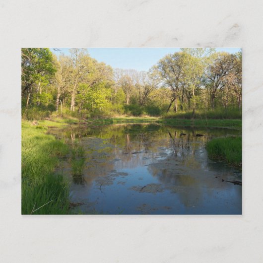 バトルクリーク公園の湿地 ポストカード (正面)