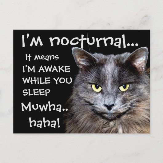 バドス・キャッツ ポストカード (正面)