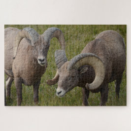 バドランド国立公園のヒツジ ジグソーパズル