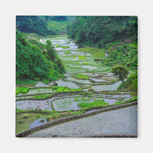 バナウェの棚田、ルソン島 マグネット (正面)