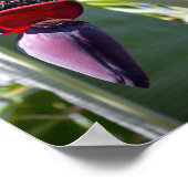 バナナの束と花茎 ポスター (角)