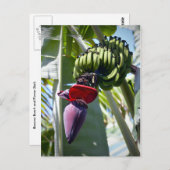 バナナの束と花茎 ポストカード (正面/裏面)