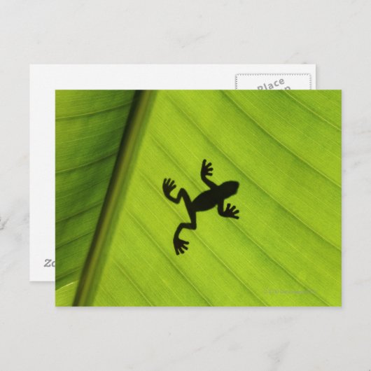 バナナの葉を通したカエルのシルエット ポストカード (正面/裏面)