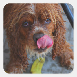 バナナを濡らした犬 スクエアシール