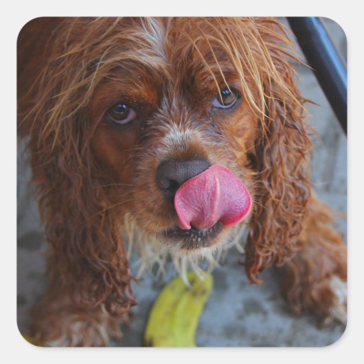 バナナを濡らした犬 スクエアシール (正面)