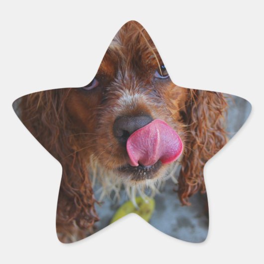 バナナを濡らした犬 星シール (正面)