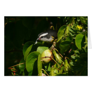バナナイ食べト鳥の熱帯写真