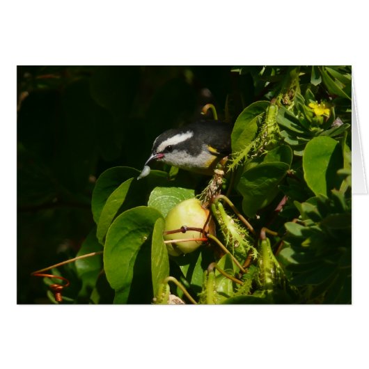 バナナイ食べト鳥の熱帯写真 (正面横)