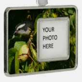 バナナイ食べト鳥の熱帯写真 シルバープレートフレームオーナメント (右)