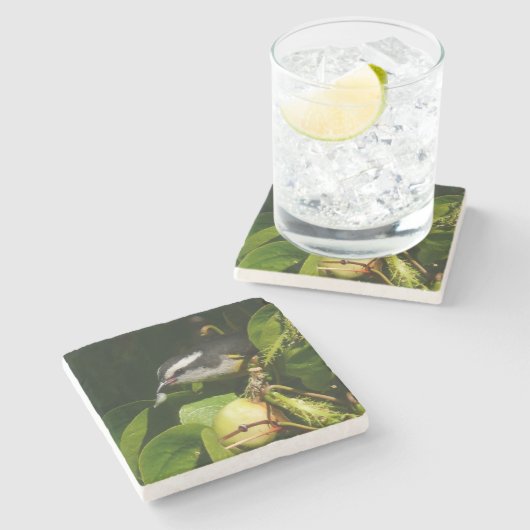 バナナイ食べト鳥の熱帯写真 ストーンコースター (横)