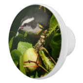 バナナイ食べト鳥の熱帯写真 セラミックノブ (右)