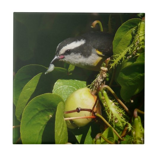 バナナイ食べト鳥の熱帯写真 タイル (正面)
