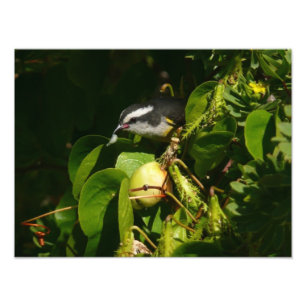 バナナイ食べト鳥の熱帯写真 フォトプリント